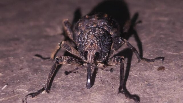 bettle walking on ground 