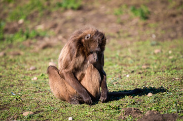 Young Gelada Monkey Picking Grass Roots
