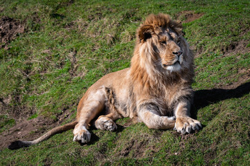 Young Male Lion Resting on Grass