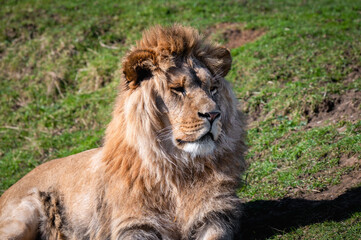 Young Male Lion Resting on Grass