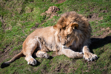 Young Male Lion Resting on Grass