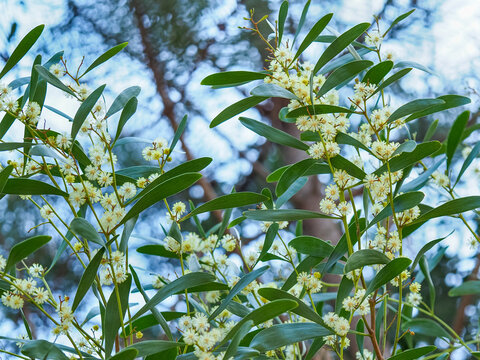 Acacia Melanoxylon or Acacia Penninervis, dark green, narrow leaves and small, ball-like, yellowish white flowers. Wild blackwood or Wattle is flowering plant in the pea family Fabaceae, Mimosoideae.
