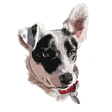 Hand-drawn illustration of a black and white dog with a red collar