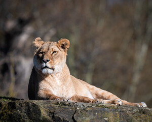 Young Female Lion Resting on a Large Rock