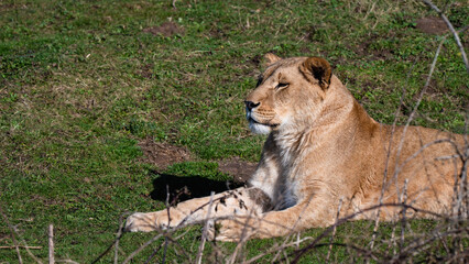 Young Female Lion Resting on a Large Rock