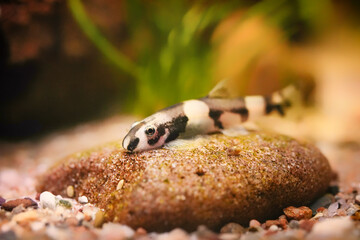 Thick lipped loach, Protomyzon pachychilus, Yaoshania pachychilus river asia suckermouth fisch. Panda loach goby, Pandaschmerle bottom feeder and algae eater, ornamental fish photography view	
