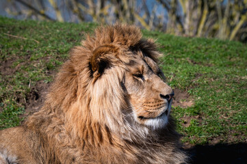 Young Male Lion Resting on Grass