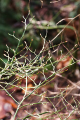 Sprouting red huckleberry (Vaccinium parvifolium)