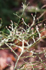 Sprouting red huckleberry (Vaccinium parvifolium)