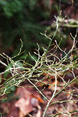Sprouting red huckleberry (Vaccinium parvifolium)