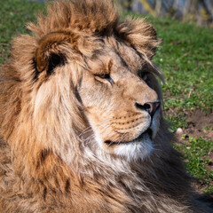 Young Male Lion Resting on Grass