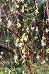 osoberry, squaw plum, Indian plum, or Indian Peach (Oemleria cerasiformis)