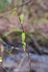 osoberry, squaw plum, Indian plum, or Indian Peach (Oemleria cerasiformis)