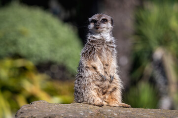 Meerkat on Guard