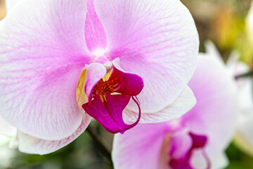A close-up view of a pink orchid in full bloom with delicate petals and vibrant colors, highlighting the intricate beauty of this exotic tropical flower.