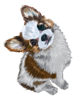 Hand-drawn illustration of a fluffy small dog with a tilted head