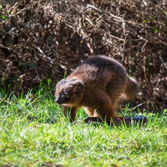 Red-bellied Lemur Walking on Grass