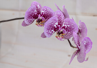 A purple and white patterned orchid flower with dark pink spots on the petals against a light background