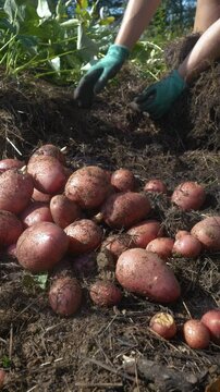 VERTICAL: Pile of freshly harvested unearthed red potatoes sits on soil. Hands of farmer digging and collecting homegrown organic produce from straw bale vegetable garden. Fresh food from garden bed.