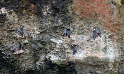 Obraz premium Parejas de cormoranes de patas rojas