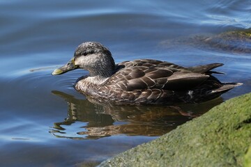 The gadwall (Mareca strepera) is a common and widespread dabbling duck[2] in the family Anatidae.