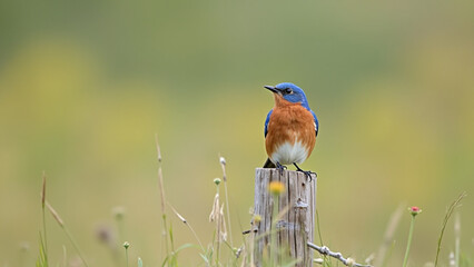  a charming Western Bluebird perched on a rustic wooden fence, its brilliant blue and rusty-orange plumage glowing in soft golden light.