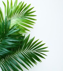 Fresh Green Palm Leaves on a Soft Background for Tropical Aesthetic and Nature Inspired Designs, Perfect for Interior Decor and Eco-Friendly Concepts