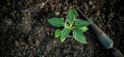 green organic pepper seedlings ready for planting