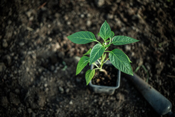 green organic pepper seedlings ready for planting