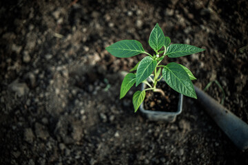 green organic pepper seedlings ready for planting