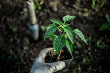 green organic pepper seedlings ready for planting