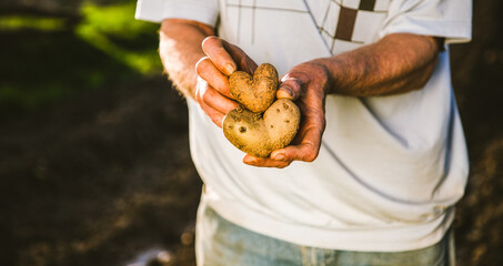 farmer holding heart shaped potatoes ready for planting organic gardening
