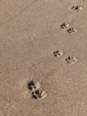 Animal paw prints on a sandy beach highlighting a pet's journey and exploration along the coastal shoreline.