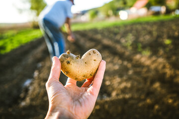 farmer holding heart shaped potatoes ready for planting organic gardening