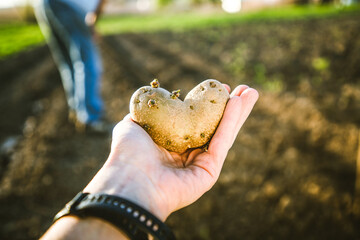 farmer holding heart shaped potatoes ready for planting organic gardening