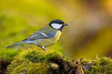 Bogatka (Parus major)