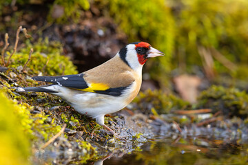 Szczygieł (Carduelis carduelis) © Grzegorz