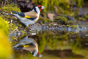 Szczygieł (Carduelis carduelis) © Grzegorz