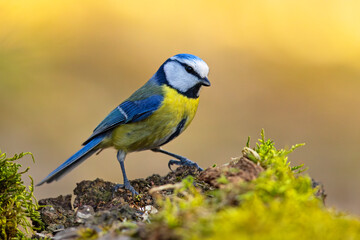 Modraszka (Cyanistes caeruleus) © Grzegorz