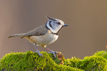 Czubatka (Lophophanes cristatus) © Grzegorz