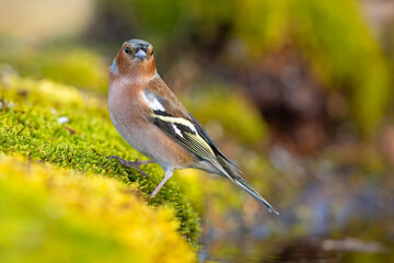 Zięba (Fringilla coelebs) © Grzegorz