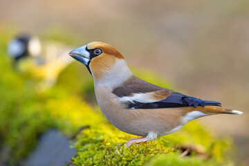 Grubodziób, pestkojad, grabołusk (Coccothraustes coccothraustes) © Grzegorz