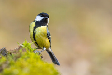 Bogatka (Parus major)