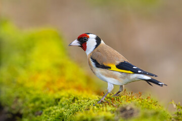 Szczygieł (Carduelis carduelis) © Grzegorz