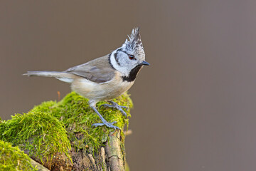 Czubatka (Lophophanes cristatus) © Grzegorz