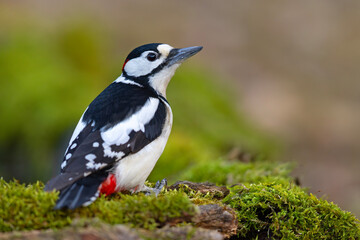 Dzięcioł duży (Dendrocopos major) © Grzegorz