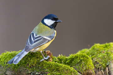Bogatka (Parus major) © Grzegorz