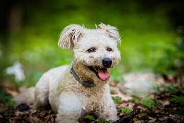 cute little pumi dog enjoying the outdoors