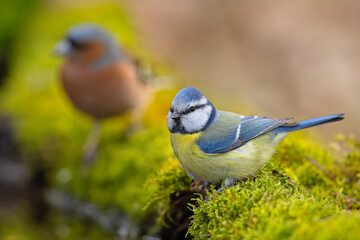 Modraszka (Cyanistes caeruleus) © Grzegorz
