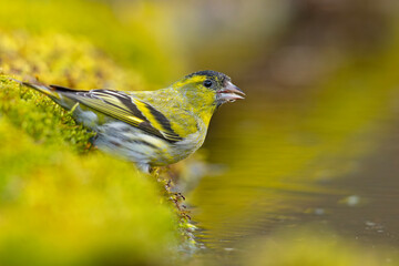 Czyż (Spinus spinus) © Grzegorz